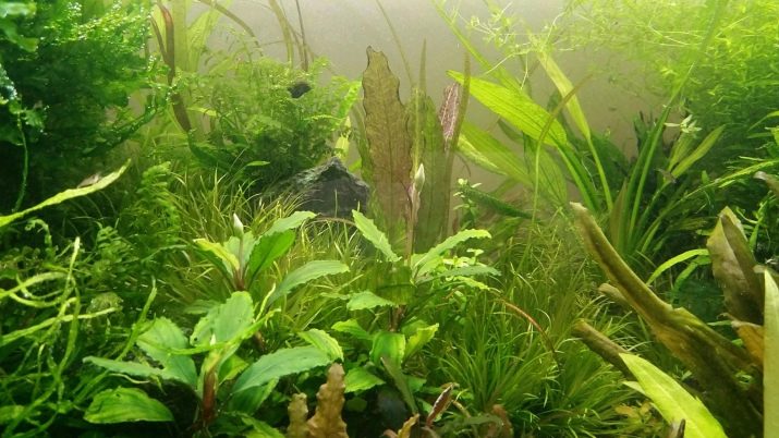 Акваріумні рослини з назвами і описом (41 фото): види водоростей в акваріумі для початківців, сагиттария і марсилия, кринум і лимнобиум