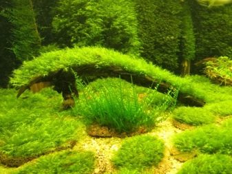 Акваріумні рослини з назвами і описом (41 фото): види водоростей в акваріумі для початківців, сагиттария і марсилия, кринум і лимнобиум