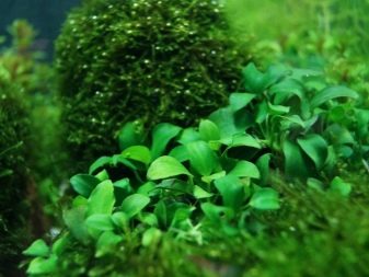 Акваріумні рослини з назвами і описом (41 фото): види водоростей в акваріумі для початківців, сагиттария і марсилия, кринум і лимнобиум