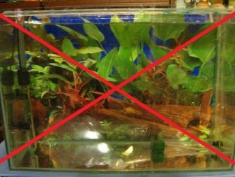 Акваріумний мох (24 фото): правила утримання мохів в акваріумі, фенікс, різдвяний і інші види мохів з назвами і описом