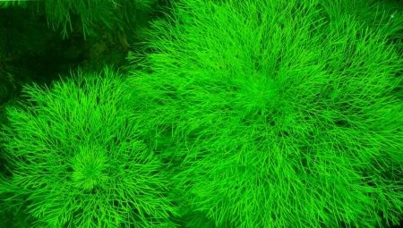 Амбулия (13 фото): королевська і сидячецветковая лимнофила водна. Правила утримання акваріумного рослини