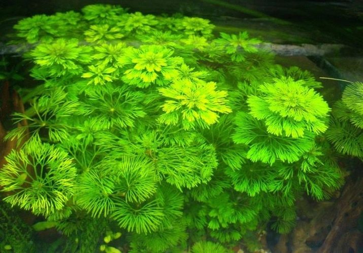 Амбулия (13 фото): королевська і сидячецветковая лимнофила водна. Правила утримання акваріумного рослини