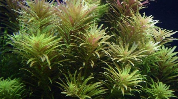 Амбулия (13 фото): королевська і сидячецветковая лимнофила водна. Правила утримання акваріумного рослини