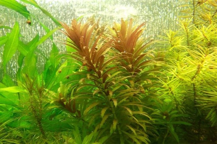 Амбулия (13 фото): королевська і сидячецветковая лимнофила водна. Правила утримання акваріумного рослини
