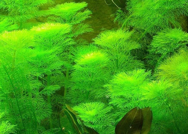 Амбулия (13 фото): королевська і сидячецветковая лимнофила водна. Правила утримання акваріумного рослини