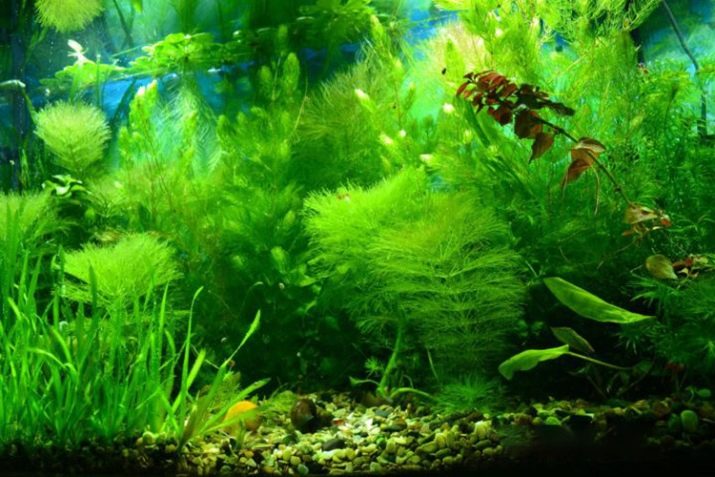 Амбулия (13 фото): королевська і сидячецветковая лимнофила водна. Правила утримання акваріумного рослини