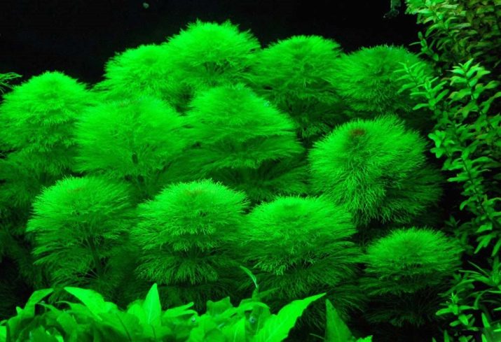Амбулия (13 фото): королевська і сидячецветковая лимнофила водна. Правила утримання акваріумного рослини