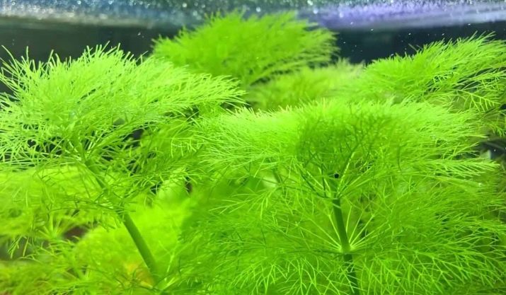 Амбулия (13 фото): королевська і сидячецветковая лимнофила водна. Правила утримання акваріумного рослини