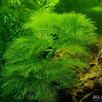 Амбулия (13 фото): королевська і сидячецветковая лимнофила водна. Правила утримання акваріумного рослини