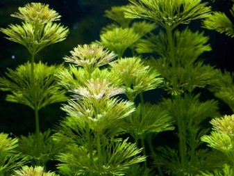 Амбулия (13 фото): королевська і сидячецветковая лимнофила водна. Правила утримання акваріумного рослини