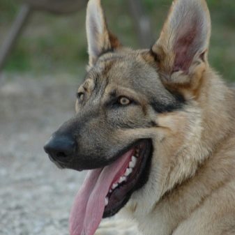 Американські вівчарки (22 фото): мініатюрні білі американо-канадські собаки і тундрові вівчарки, інші породи