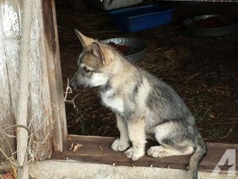 Американські вівчарки (22 фото): мініатюрні білі американо-канадські собаки і тундрові вівчарки, інші породи
