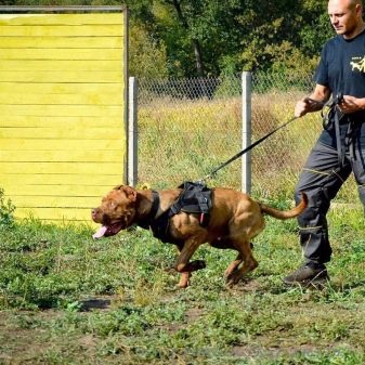 Американський бандог (56 фото): опис породи, характер собак, догляд за цуценятами і правила годівлі