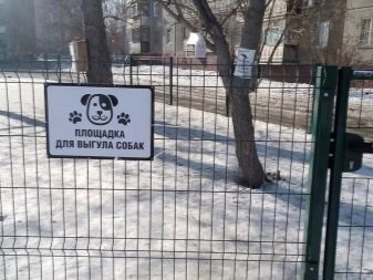Американський бандог (56 фото): опис породи, характер собак, догляд за цуценятами і правила годівлі