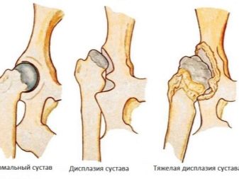 Американський бандог (56 фото): опис породи, характер собак, догляд за цуценятами і правила годівлі