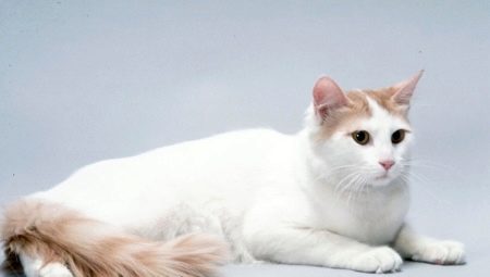 Анатолійська кішка (31 фото): опис котів анатолійської породи, характеристика кошенят сірого і білого, рудого та іншого забарвлення