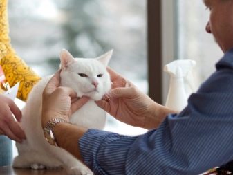 Анатолійська кішка (31 фото): опис котів анатолійської породи, характеристика кошенят сірого і білого, рудого та іншого забарвлення