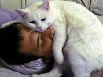 Анатолійська кішка (31 фото): опис котів анатолійської породи, характеристика кошенят сірого і білого, рудого та іншого забарвлення