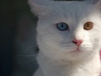 Анатолійська кішка (31 фото): опис котів анатолійської породи, характеристика кошенят сірого і білого, рудого та іншого забарвлення