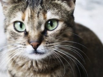 Анатолійська кішка (31 фото): опис котів анатолійської породи, характеристика кошенят сірого і білого, рудого та іншого забарвлення