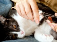 Анатолійська кішка (31 фото): опис котів анатолійської породи, характеристика кошенят сірого і білого, рудого та іншого забарвлення