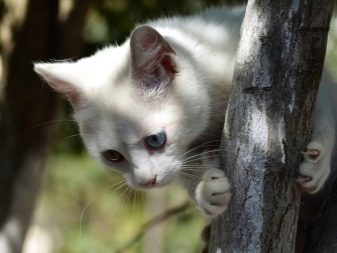 Анатолійська кішка (31 фото): опис котів анатолійської породи, характеристика кошенят сірого і білого, рудого та іншого забарвлення