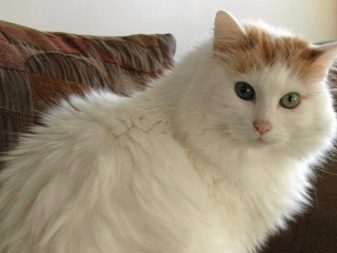 Анатолійська кішка (31 фото): опис котів анатолійської породи, характеристика кошенят сірого і білого, рудого та іншого забарвлення