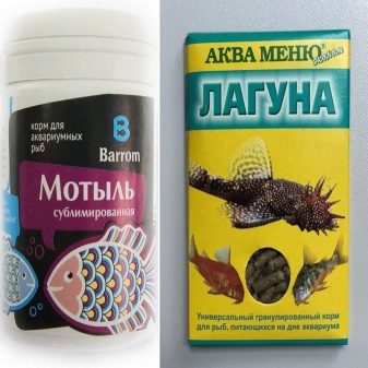 Анциструс звичайний (16 фото): зміст сомів, їх розміри. Розведення анциструса. Як визначити його стать і чим годувати?