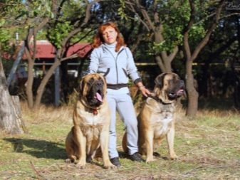 Англійський мастиф (58 фото): характеристика цуценят породи мастиф, вага однієї з найбільших собак, тигровий мастиф