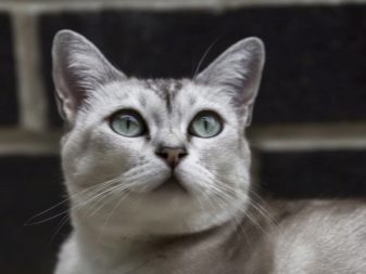 Азіатська кішка (18 фото): опис порід. Як виглядають димчаста короткошерста кішка і кіт?