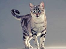 Азіатська кішка (18 фото): опис порід. Як виглядають димчаста короткошерста кішка і кіт?