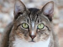 Азіатська кішка (18 фото): опис порід. Як виглядають димчаста короткошерста кішка і кіт?