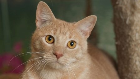 Азіатська таббі (28 фото): опис породи кішок, котів характер. Зміст кошенят