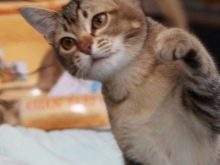 Азіатська таббі (28 фото): опис породи кішок, котів характер. Зміст кошенят