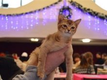 Азіатська таббі (28 фото): опис породи кішок, котів характер. Зміст кошенят