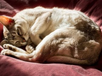 Азіатська таббі (28 фото): опис породи кішок, котів характер. Зміст кошенят
