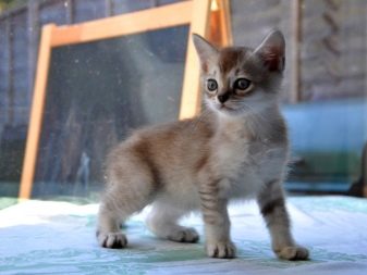 Азіатська таббі (28 фото): опис породи кішок, котів характер. Зміст кошенят