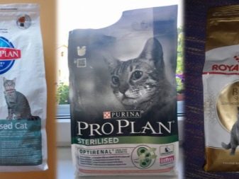 Азіатська таббі (28 фото): опис породи кішок, котів характер. Зміст кошенят