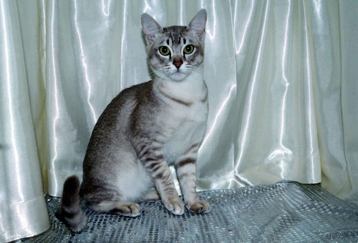 Азіатська таббі (28 фото): опис породи кішок, котів характер. Зміст кошенят