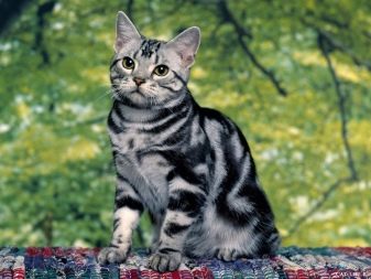 Азіатська таббі (28 фото): опис породи кішок, котів характер. Зміст кошенят