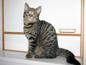 Азіатська таббі (28 фото): опис породи кішок, котів характер. Зміст кошенят