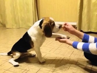 Бігль і джек-рассел-тер’єр (32 фото): порівняння зовнішнього вигляду і характеру собак. Кого краще вибрати?