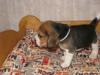Бігль в квартирі: потрібна клітка? Особливості догляду за собакою. Варто заводити цуценя в квартирі? Відгуки власників