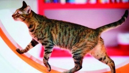 Бігове колесо для кішок: як вибрати тренажер для кота? Покрокова інструкція виготовлення своїми руками