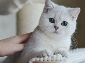 Білі британські кішки (20 фото): опис білого британця з блакитними очима, стандарти білого забарвлення породи котів