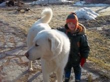 Білі собаки (53 фото): породи великих і маленьких собачок, особливості забарвлення цуценят. Як називається величезна пухнаста собака білого кольору?
