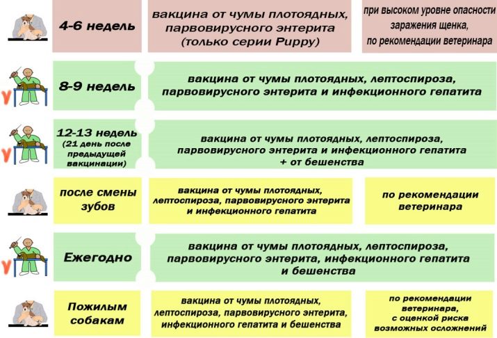Біла німецька вівчарка (25 фото): особливості забарвлення, вміст собак білого кольору і догляд за ними