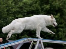 Біла німецька вівчарка (25 фото): особливості забарвлення, вміст собак білого кольору і догляд за ними