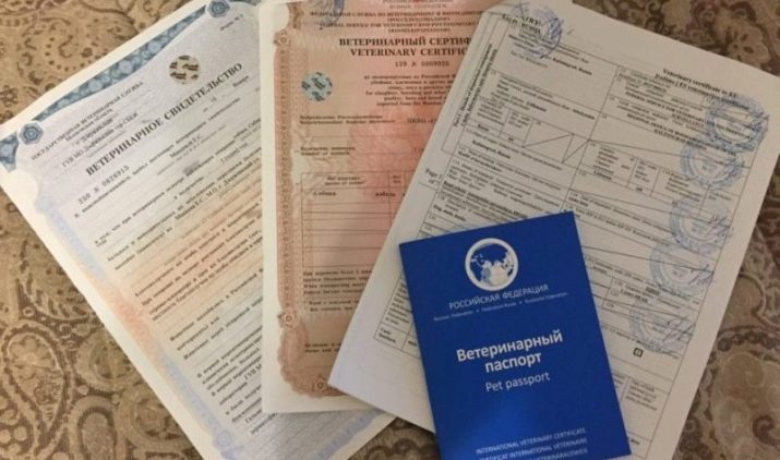 Біла такса (24 фото): особливості собак-альбіносів, правила їх утримання. Як вибрати цуценя?