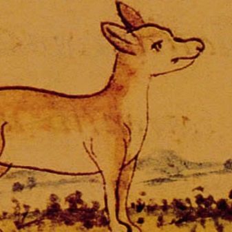 Білий чихуахуа (29 фото): особливості цуценят і дорослих собак білого і чорно-білого окрасу. Чи існують альбіноси-чихуахуа і чому так відбувається?